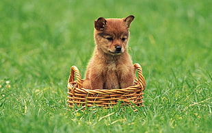 short-coated tan puppy on brown wicker basket during daytime close-up photography